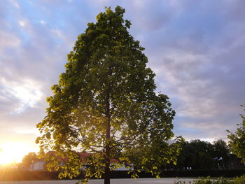 Trees at sunset