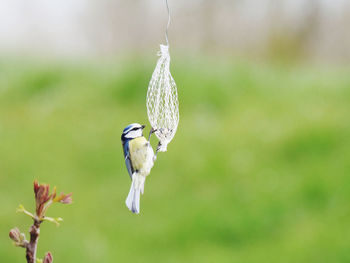 Close-up of a bird flying