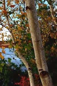 Low angle view of tree