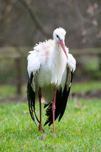 Wet stork on a meadow