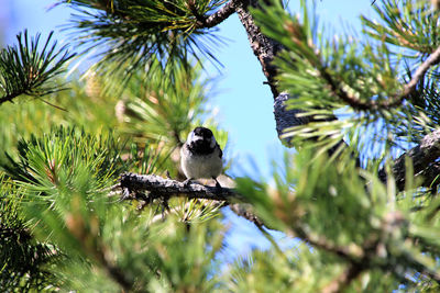 Low angle view of bird perching on branch