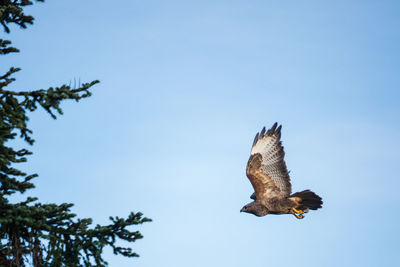 Low angle view of eagle flying against sky