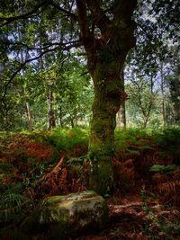 Trees in forest