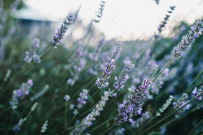 Close-up of purple flowering plants on field