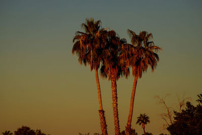 Low angle view of coconut palm tree against clear sky