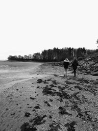 Birds on beach against clear sky