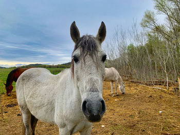 Sheep standing in a field
