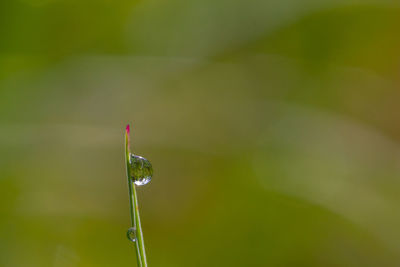 Close-up of raindrops on plant