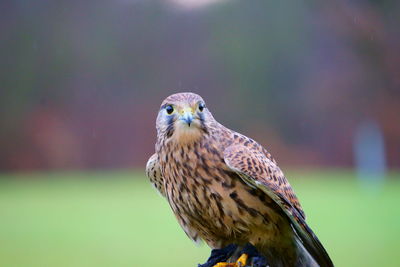 Close-up of eagle