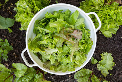 Fresh picked organically grown gourmet blend lettuce leaves in a colander in a home vegetable garden