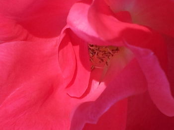 Close-up of pink rose