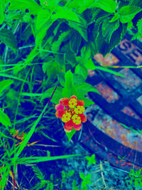 Close-up of flowering plant