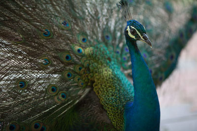 Peacock in zoo