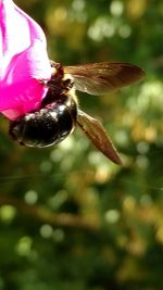 Close-up of bee flying over pink flower