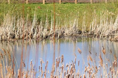 View of lake and trees