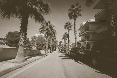 Road amidst palm trees against sky in city