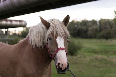 Portrait of horse on field