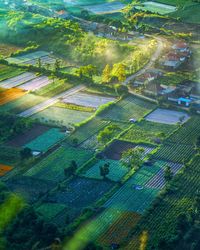 High angle view of agricultural field