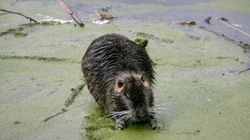 High angle view of nutria in a lake