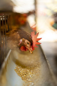 Close-up of a chicken eating in a farm