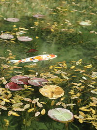 High angle view of fishes swimming in lake