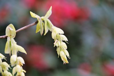 Close-up of red flowering plant