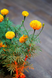 Close-up of yellow flowering plant