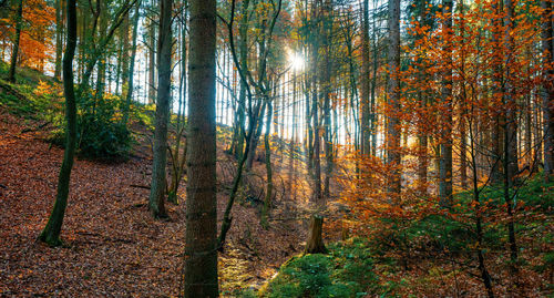 Pine trees in forest during autumn