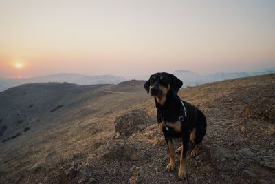 Dog sitting on landscape against sky during sunset