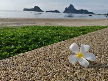 Close-up of white flower on sea shore