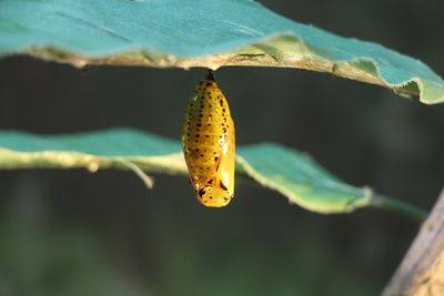Close-up of butterfly on plant