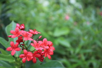 Close-up of pink flowering plant