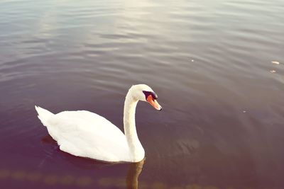 High angle view of swan swimming in lake