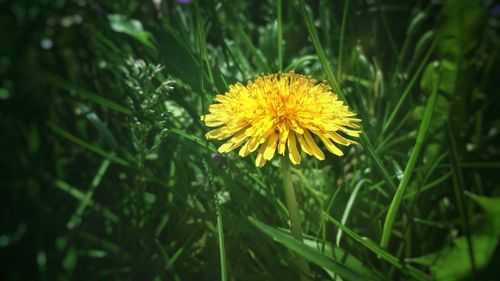 Close-up of yellow flowers blooming in field