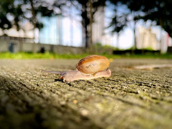 Close-up of snail on a tree