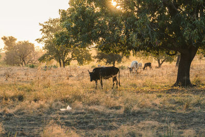 Horses in a field