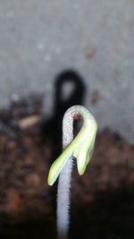 Close-up of snake against blurred background