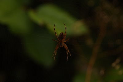 Close-up of spider on web