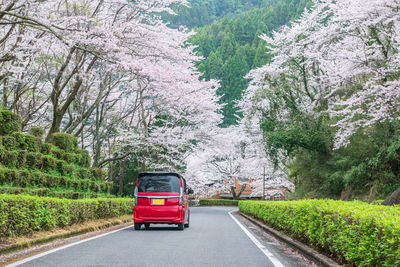 Red mpv car driving along cherry blossom tunnel at road to izumi shikibu park, kashima, saga, japan.