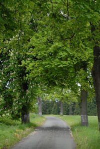 Road amidst trees