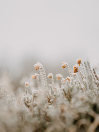 Close-up of frozen plant on field