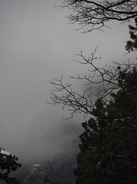 Low angle view of bare trees against sky