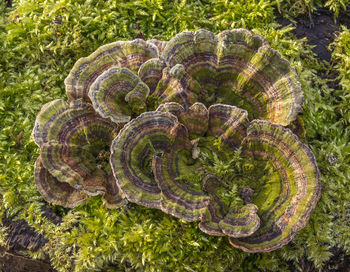 High angle view of shell on tree