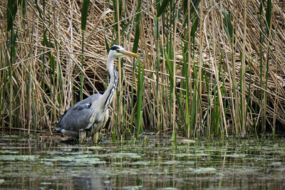 High angle view of gray heron in lake