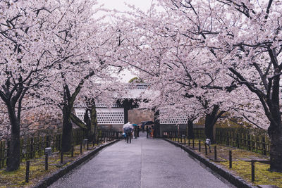 View of cherry blossom from park