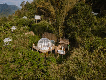 High angle view of trees and plants