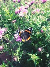 High angle view of butterfly pollinating on purple flower