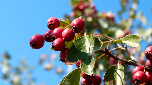 Close-up of red berries growing on tree