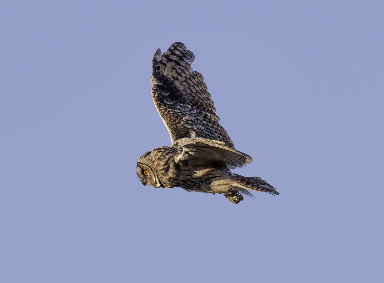 LOW ANGLE VIEW OF EAGLE FLYING AGAINST SKY