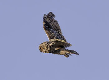 Low angle view of eagle flying in sky